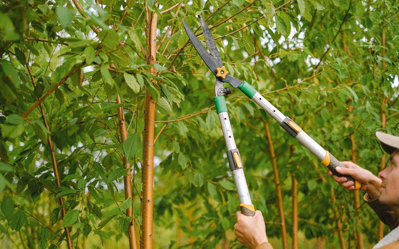 Tree trimming in Sabana Grande, PR